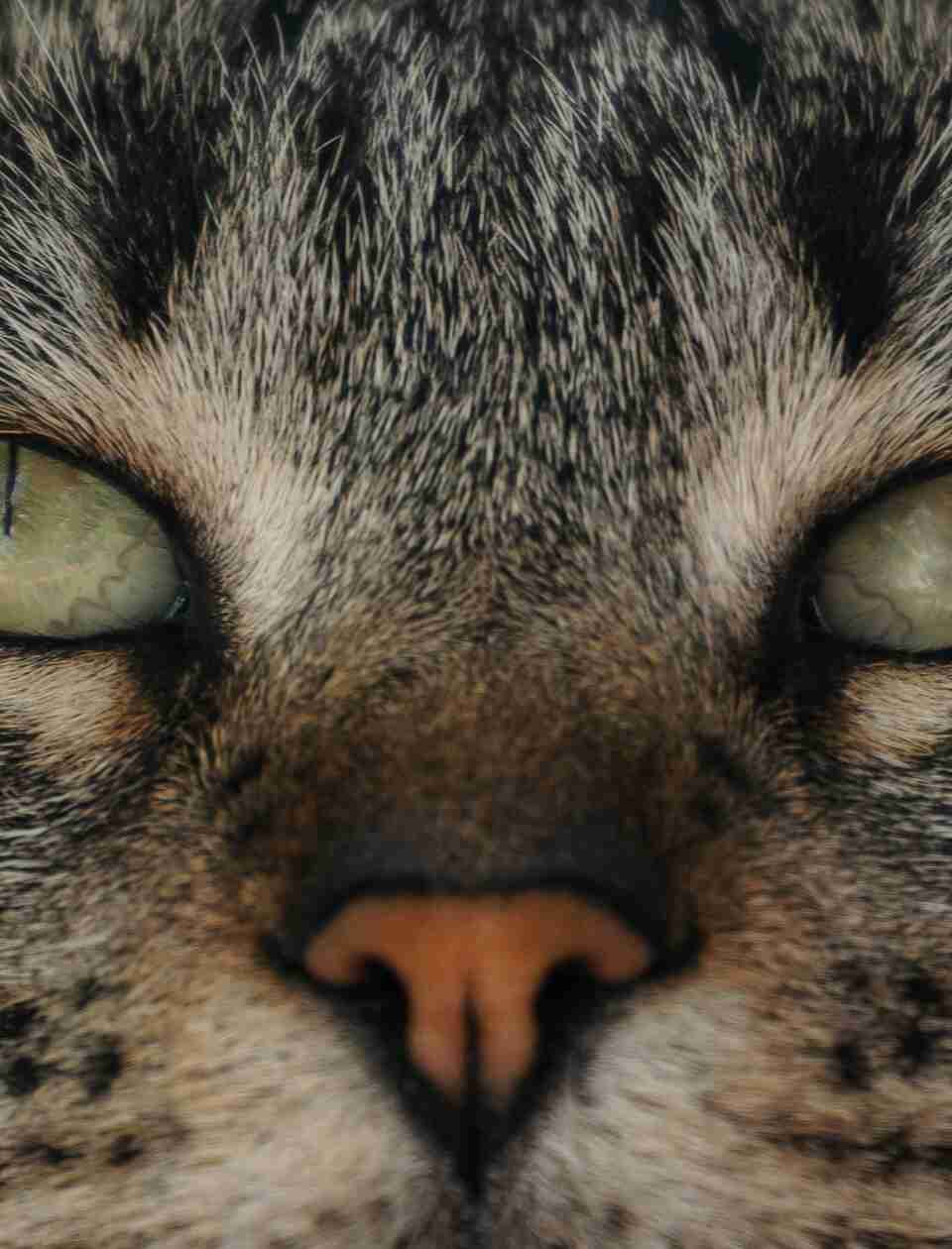 Chief Behavioural Officer
